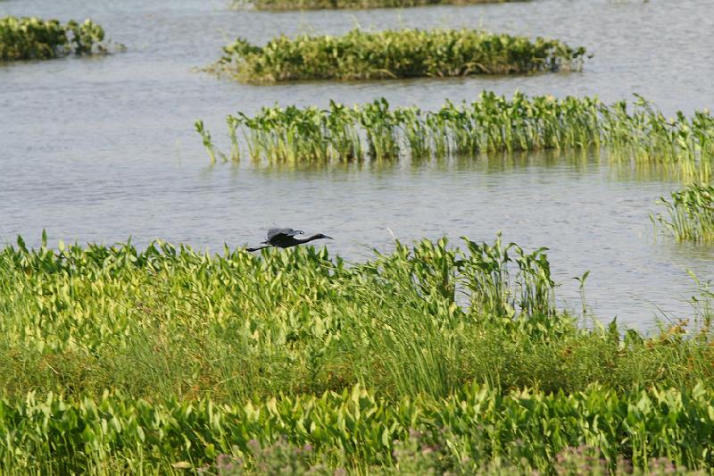 Little Blue Heron taking flight.jpg